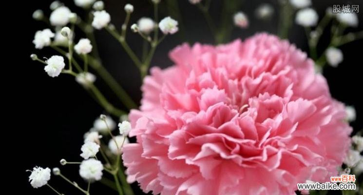 康乃馨各颜色的花语是什么？