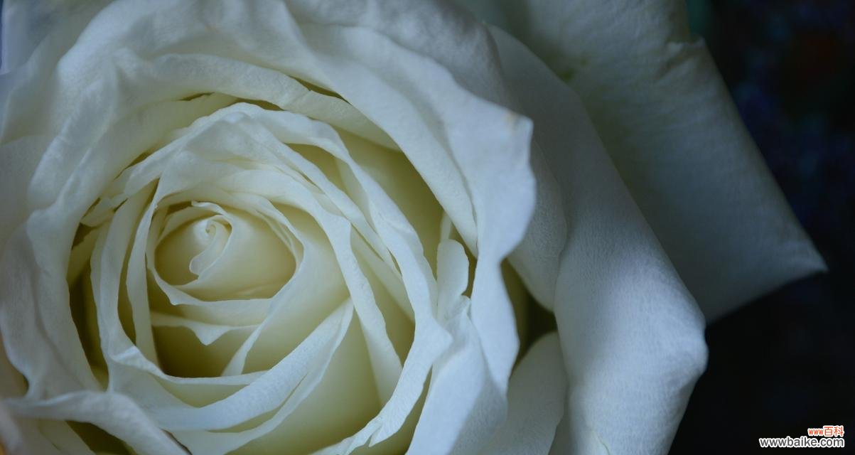 白玫瑰代表我爱你吗什么意思？它在爱情中的象征是什么？