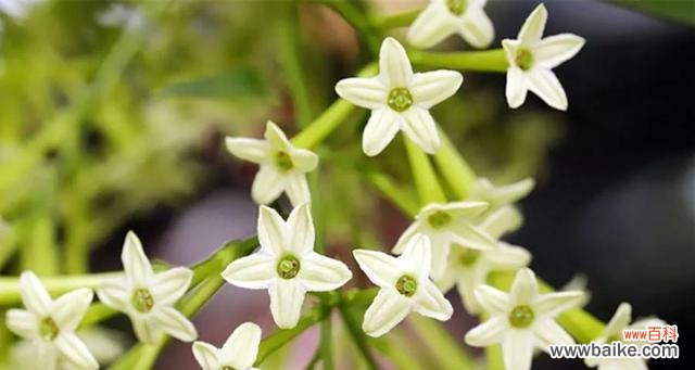 追溯千年的芬芳魅力 夜来香之神话传说