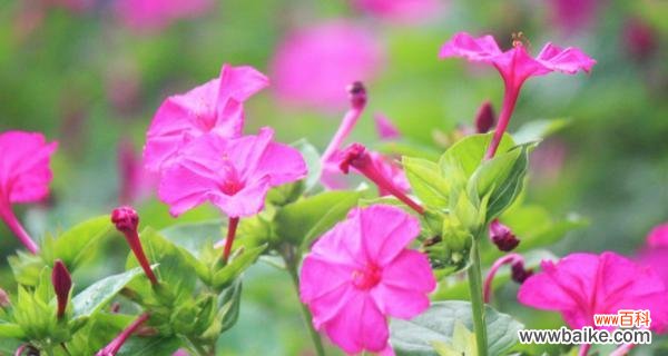 追溯千年的芬芳魅力 夜来香之神话传说