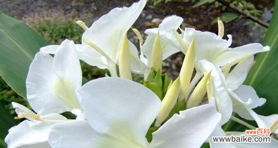 追溯千年的芬芳魅力 夜来香之神话传说