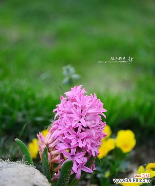 追寻自然之美，感受沙洲蕃红花的恢弘与温馨 沙洲蕃红花开启春日美景