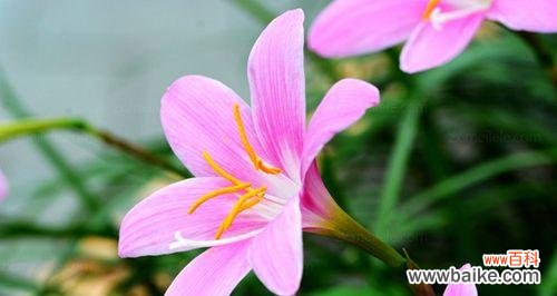 追寻自然之美，感受沙洲蕃红花的恢弘与温馨 沙洲蕃红花开启春日美景