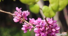 寓意深刻的紫堇花，你了解吗？ 紫堇花花语