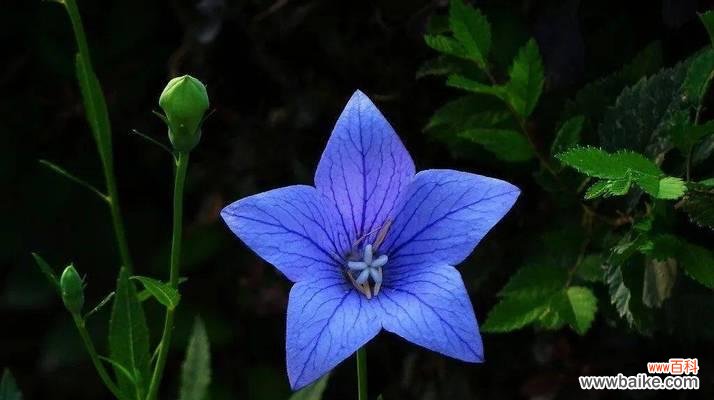 探寻黑色桔梗的心灵密码，解读植物的感性语言 黑色桔梗花语的深意