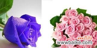 送花之前，了解花数的意义 玫瑰花数量的隐含含义