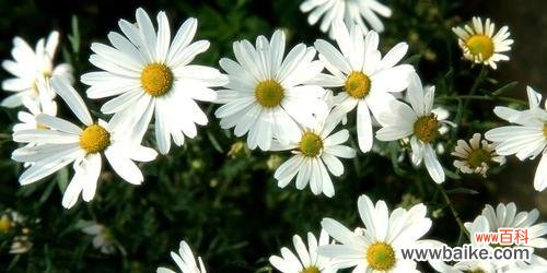 各色雏菊的寓意与象征 雏菊花语大全