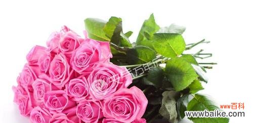 题解十一朵粉玫瑰代表的爱情语言，让你更懂得这份浪漫 十一朵粉玫瑰花语的深刻含义