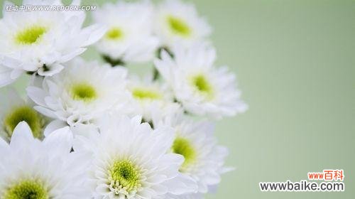 探寻白菊花作为一种文化象征的深刻内涵 白菊花的寓意与象征——花开花落,寄情送意