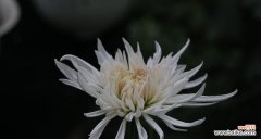 探寻白菊花作为一种文化象征的深刻内涵 白菊花的寓意与象征——花开花落，寄情送意