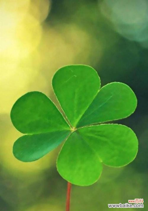 解读四叶草背后的含义，为你带来好运和祝福 四叶草的花语——幸运与祝福