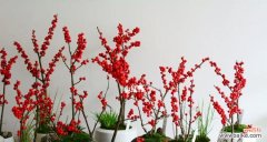 以“生命力”为 “冬青树花语