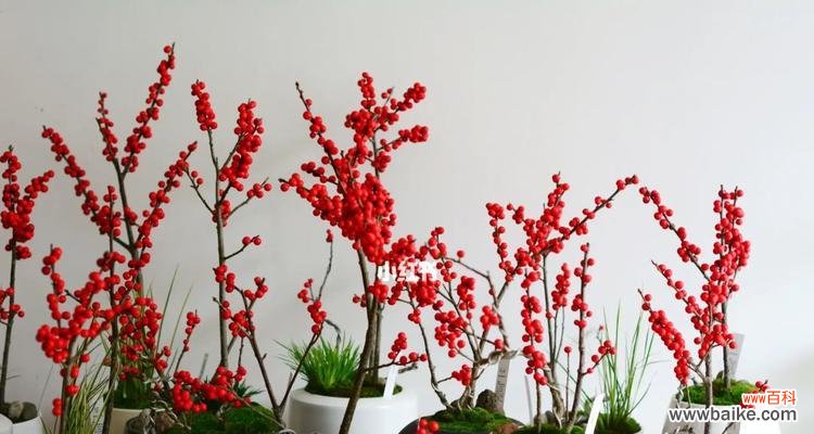 以“生命力”为 “冬青树花语