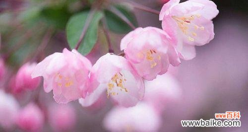 探寻海棠花的花语,揭秘海棠花背后的故事 海棠花语与其美丽的背后