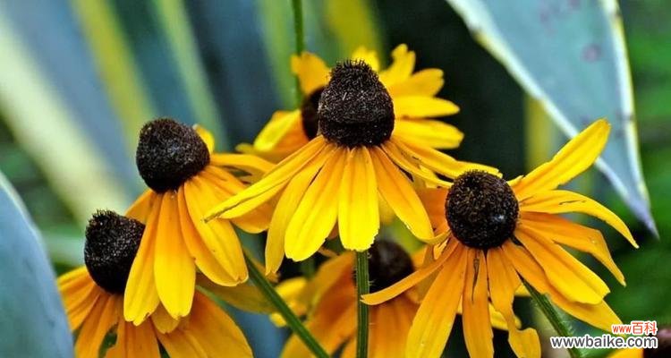 花语传递爱情的真谛，看懂这朵花教你守护幸福 黑心菊的花语——守护爱情的神秘之花