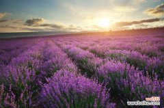 薰衣草有毒吗，薰衣草可以放在卧室吗