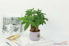 发财树有毒吗，能放卧室吗