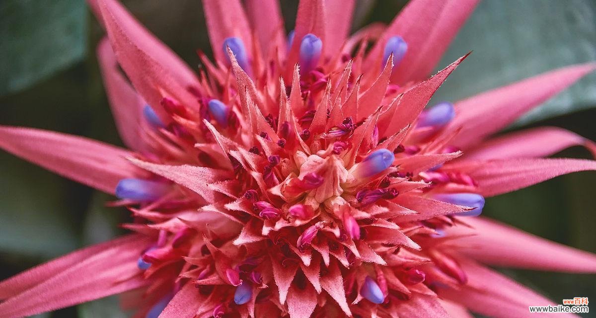 以龙舌兰花的寓意为探索 龙舌兰花的寓意与象征——坚韧不屈的生命力