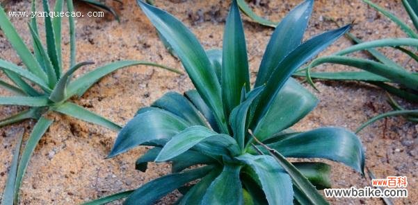 龙舌兰 龙舌兰的隐喻与启示