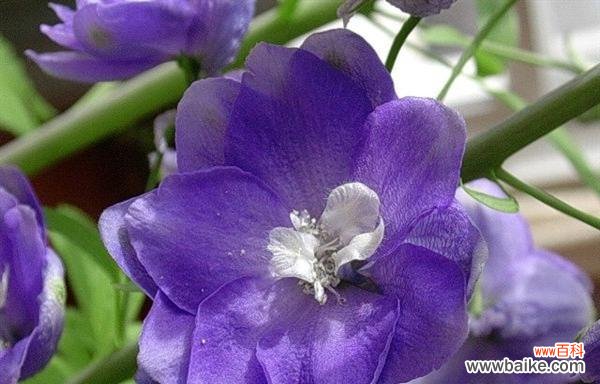 以龙胆花的花语感知内心世界 龙胆花花语