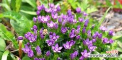 探寻龙胆花的花语与美丽 龙胆花