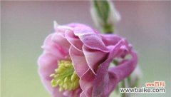 以耧斗菜的花语探寻生命的力量与美好 耧斗菜的花语——坚持与希望