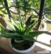 探寻芦荟花语的多元含义 芦荟花语的深意与传承