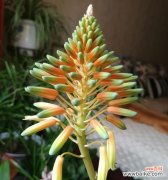 探寻芦荟开花的深层寓意 芦荟盛放，生命之美