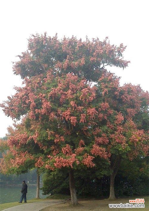 探寻大自然中栾树的独特魅力 栾树的象征意义与美学价值