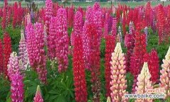 探寻鲁冰花花语背后的意义与寓意 鲁冰花花语