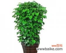 探索绿宝树的象征意义及其对我们的启示 绿宝树的寓意与生活启示