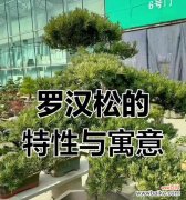 哪种植物象征着长寿？