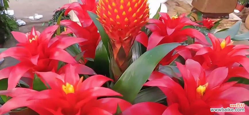 搬家时送什么花卉能带来好风水？