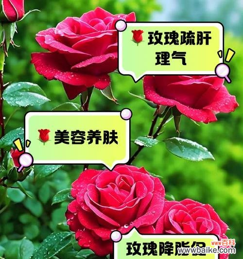 “玫瑰花百禄为宜”是什么意思？这句话出自哪里，有何含义？