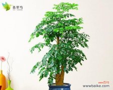 盆栽配送时免费赠送什么最合适？如何选择合适的赠品？