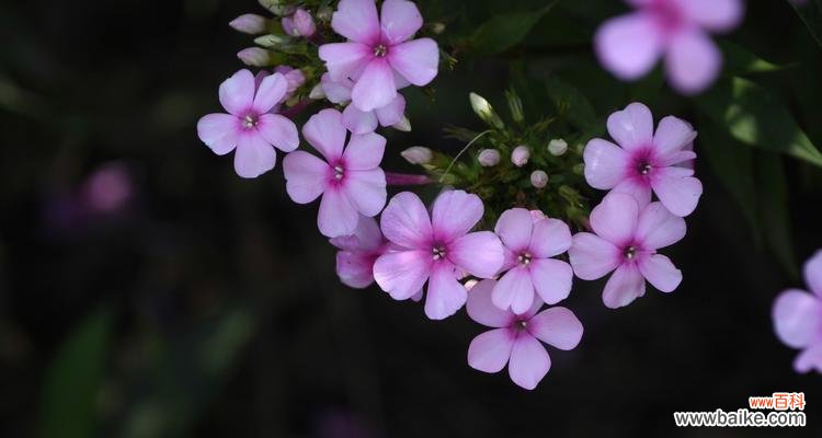 11朵白玫瑰紫色的含义是什么?它在花卉中代表了什么?