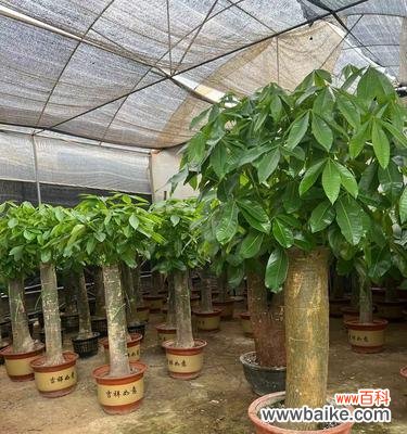 朋友开业时送哪种盆栽最合适？