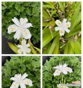 蝴蝶花代表了什么？