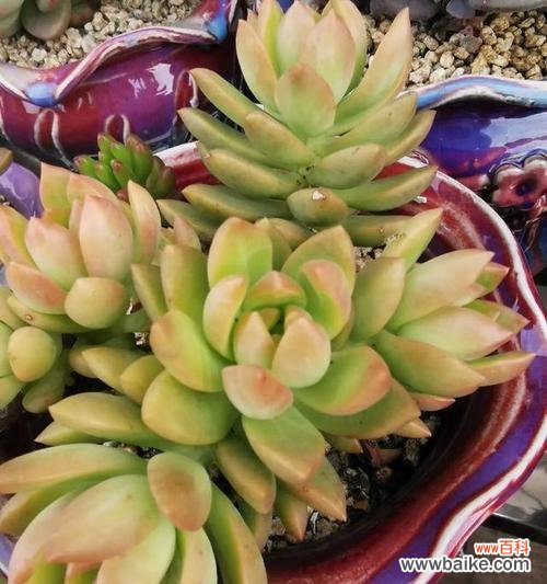 肉肉植物的花语是什么？肉肉植物适合什么场合赠送？