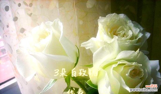 女生送白黑玫瑰有何寓意？白黑玫瑰的象征意义是什么？