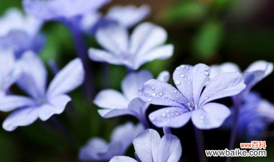 解读蓝雪花的花语寓意 蓝雪花的花语含义是什么？