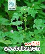 揭开绿菟葵花语的秘密 绿菟葵的花语