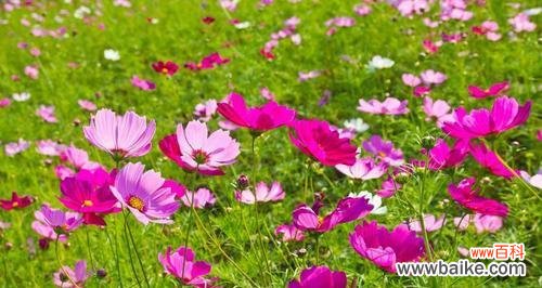 揭示波斯菊的神秘花语，了解每一朵花所代表的意义 波斯菊的花语