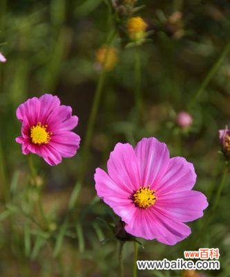 揭示波斯菊的神秘花语，了解每一朵花所代表的意义 波斯菊的花语