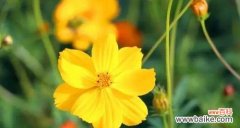 解读大波斯菊的深刻内涵 大波斯菊花语