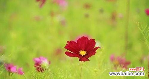 解读大波斯菊的深刻内涵 大波斯菊花语