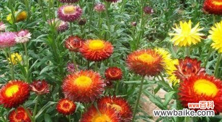 探寻薄雪草传递的情感 薄雪草的花语