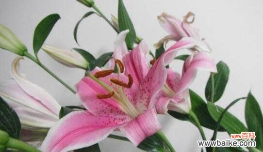 探究百合花的象征意义与文化内涵 百合花语与寓意