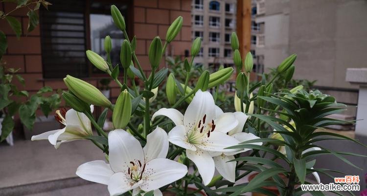 探究百合花的象征意义与文化内涵 百合花语与寓意