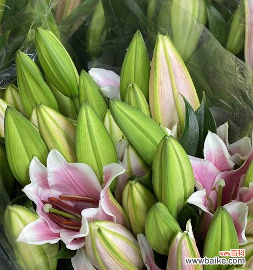 探究百合花的象征意义与文化内涵 百合花语与寓意